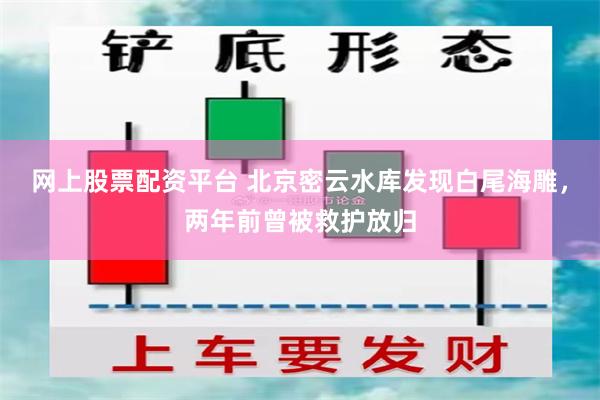 网上股票配资平台 北京密云水库发现白尾海雕，两年前曾被救护放归